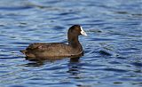 Eurasian Cootborder=